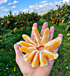 20A0868F 977C 4848 9A38 0EB0E6704680 e1704547498909